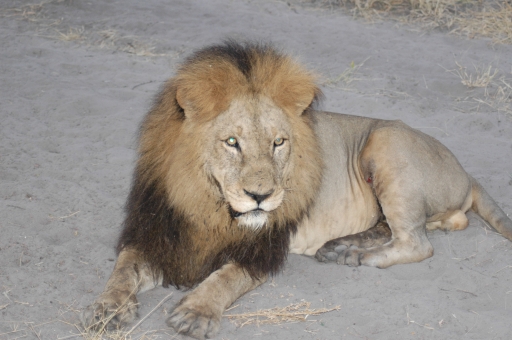 Male lion 